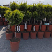 Special offer: Cupressus Conifer Lollipop 100cm (2 for £44.99) -