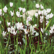 White Hardy Cyclamen (9cm Pot) -