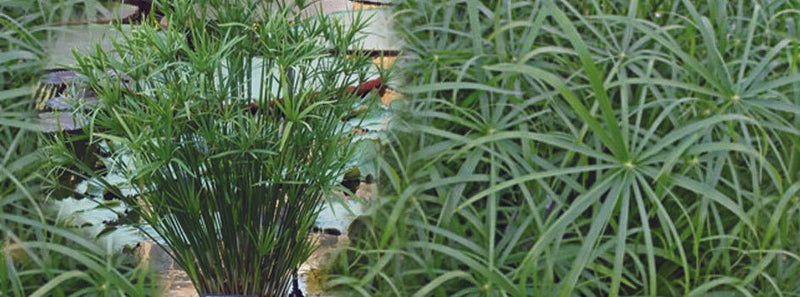 Cyperus alternifolius 'Involucratus' (Umbrella palm) - Marginal Pond Plants  - MP029