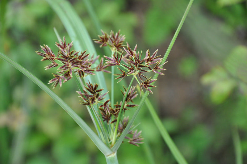 Cyperus longus (Sweet Galingale) - MP031 Packs