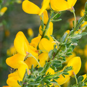 Cytisus 'Vanesse' 1L -
