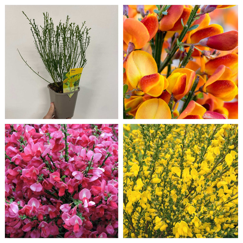 3 x Cytisus 2L -