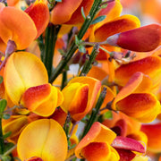 Cytisus ‘Killiney Red’ 1L -
