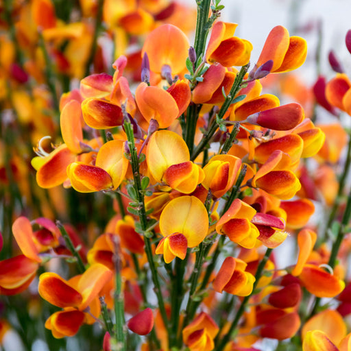 Cytisus (Broom) - 'Lena' Orange 1/2L -