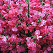 Cytisus 'Hollandia' (Broom) Pink 2L -