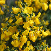 Cytisus x praecox 'Allgold' 2L -