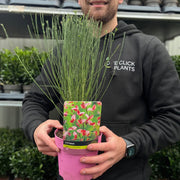 Cytisus praecox 'Zeelandia' 1.5L -