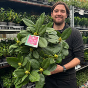 Rhododendron 'Germania' 2L /5L -