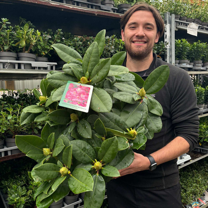 Rhododendron 'Germania' 2L /5L -