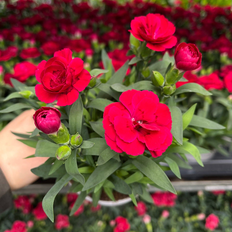 Dianthus Cherry Red 9cm -