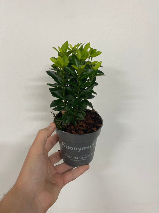 Euonymus fortunei 'Paloma Blanca' 9cm/1.5L/2L/5L (Multibuy Offers Available) -