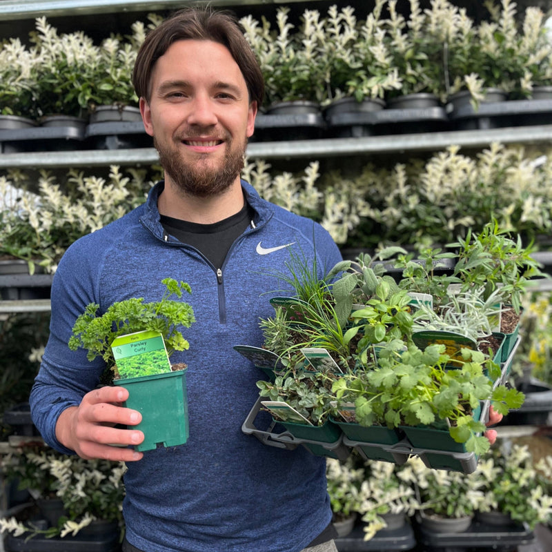 Our selection of Herbs 9cm -