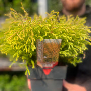 Thuja occidentalis 'Golden Tuffet' 2L -