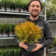 Thuja occidentalis 'Golden Globe' 9cm / 2L - Home & Garden
