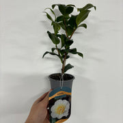 Camellia 'Brushfield's Yellow' 9cm, 20-30cm height -