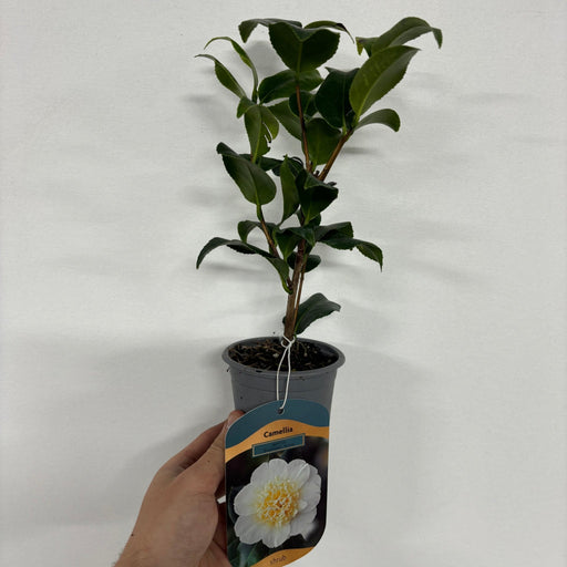 Camellia 'Brushfield's Yellow' 9cm, 20-30cm height -