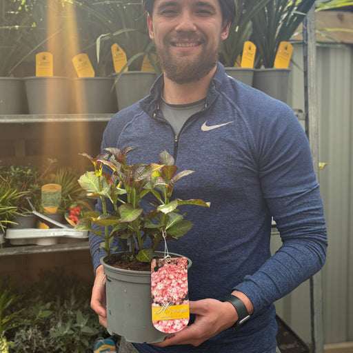 Hydrangea macrophylla 'Sabrina' 2L -