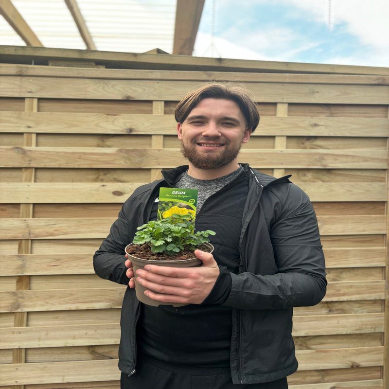 Geum 'Banana Daiquiri' 9cm/2L -