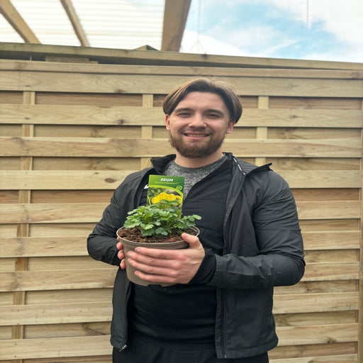 Geum 'Banana Daiquiri' 9cm/2L -