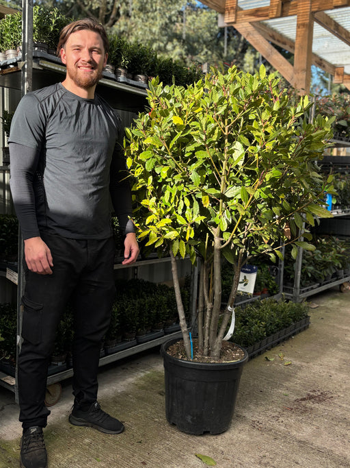 Multistem Bay Tree (Laurus Nobilis) 35L 160-180cm -