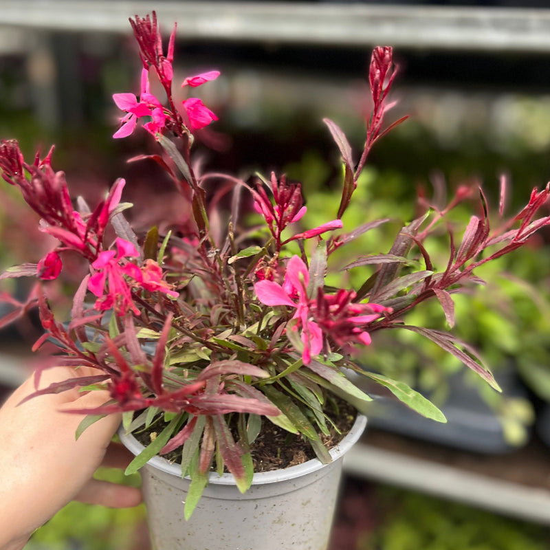 Gaura lindheimeri Gaudi Red 9cm/1.5L -