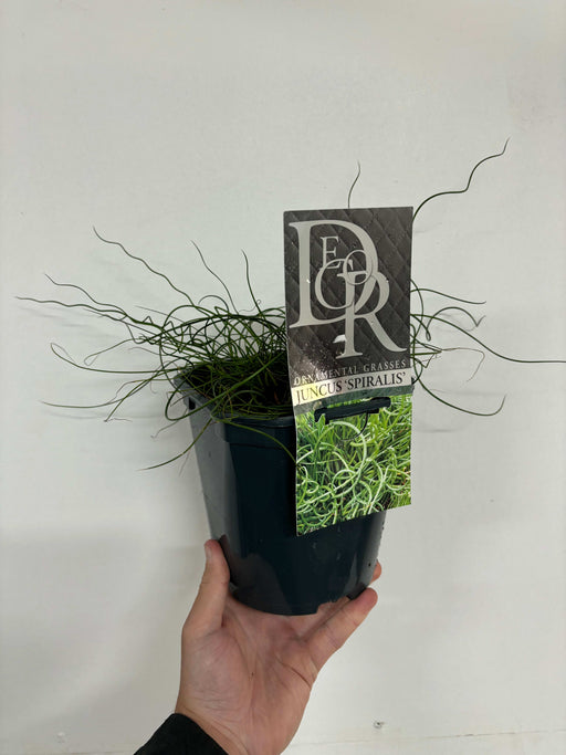 Juncus 'Spiralis' 2L - Home & Garden > Plants > Indoor & Outdoor Plants > Landscaping & Garden Plants > Landscaping Plants