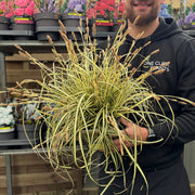 Carex oshimensis 'Evergold' Grass 8cm / 1L / 2L / 3L -