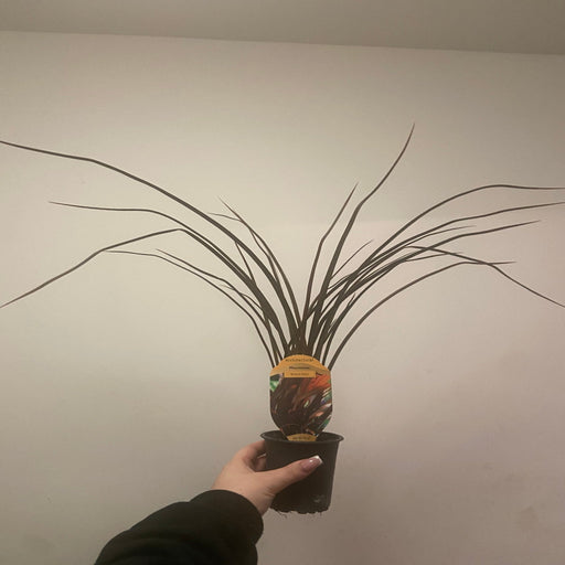 Phormium 'Bronze Baby' 9cm / 2L -