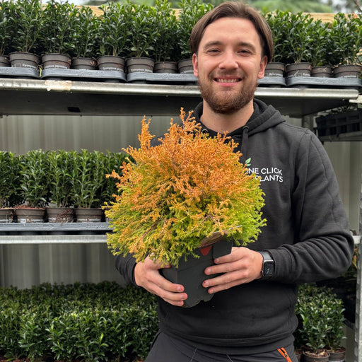 Thuja occidentalis 'Rheingold' 2L - Home & Garden