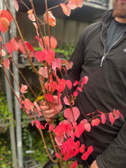 Cercidiphyllum japonicum Katsura 7.5L -