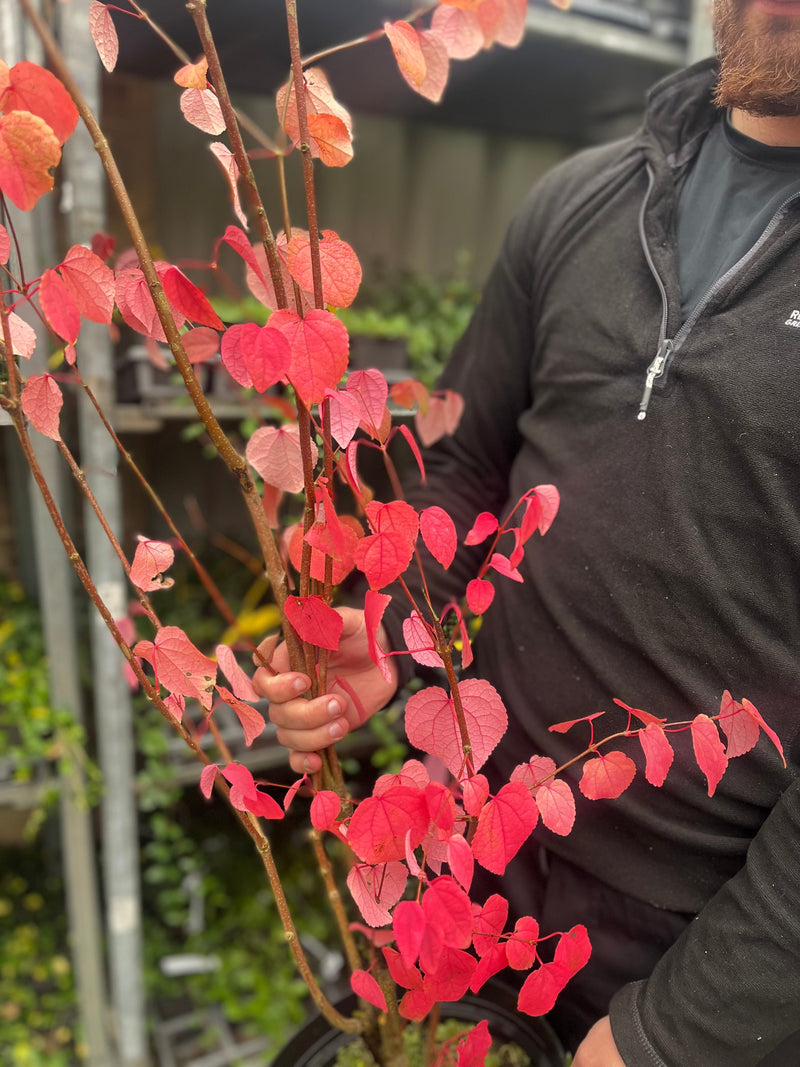 Cercidiphyllum japonicum Katsura 7.5L -