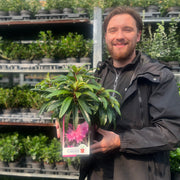 Rhododendron 'Graziella' 3L / 5L -