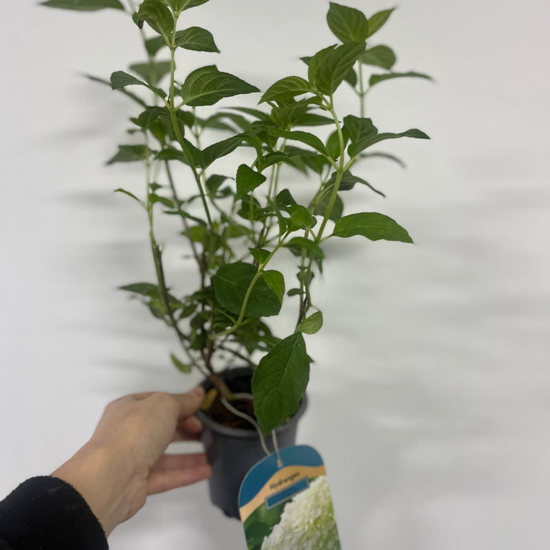 Hydrangea paniculta 'LimeLight' 9cm/2L/5L -