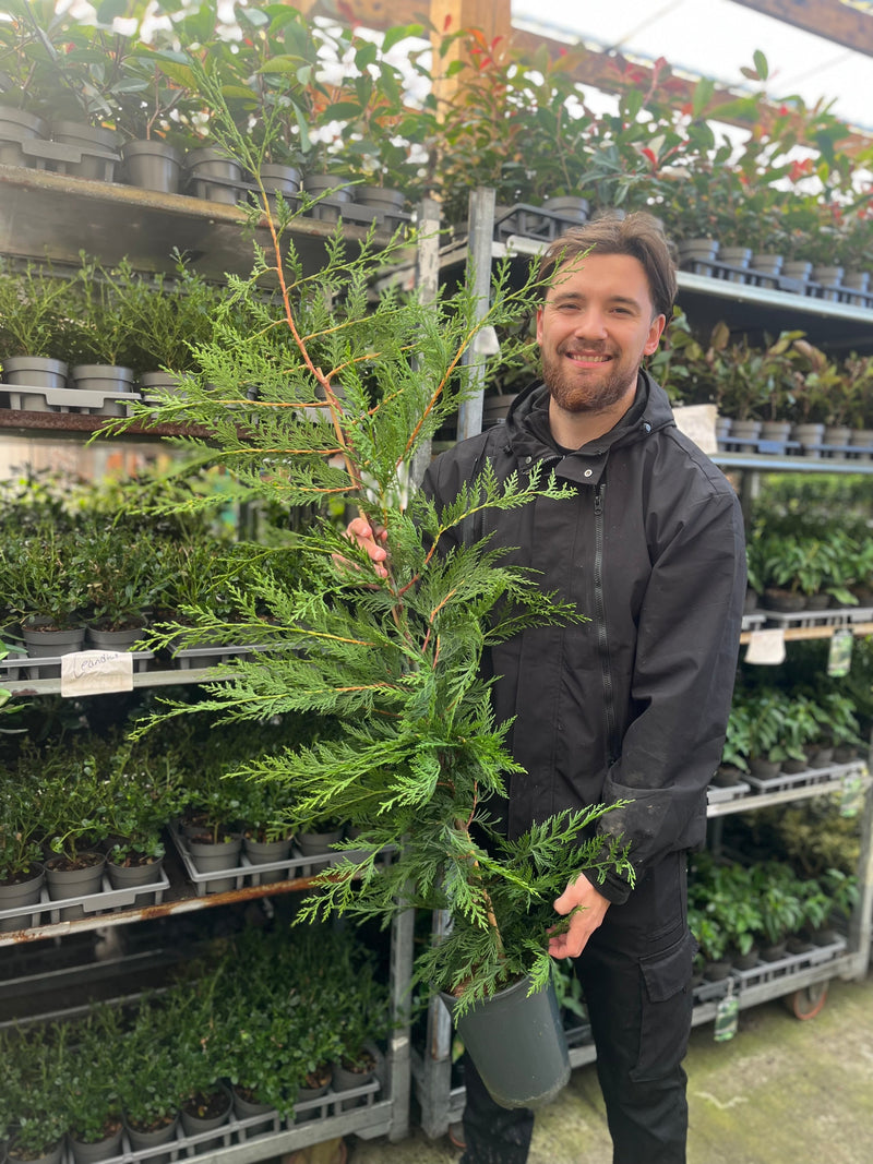 Potted Green Leylandii Hedging Conifers (Multi-buy Offers Available) -