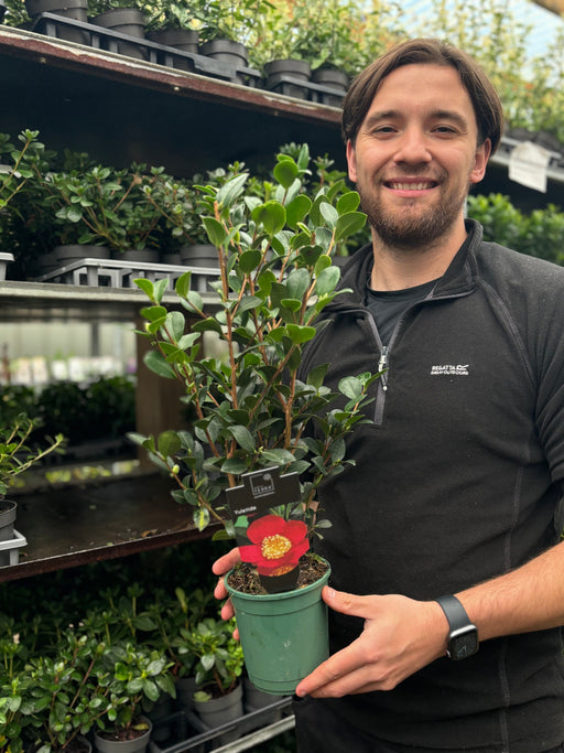 Camellia japonica 'Yuletide' 50-60cm -
