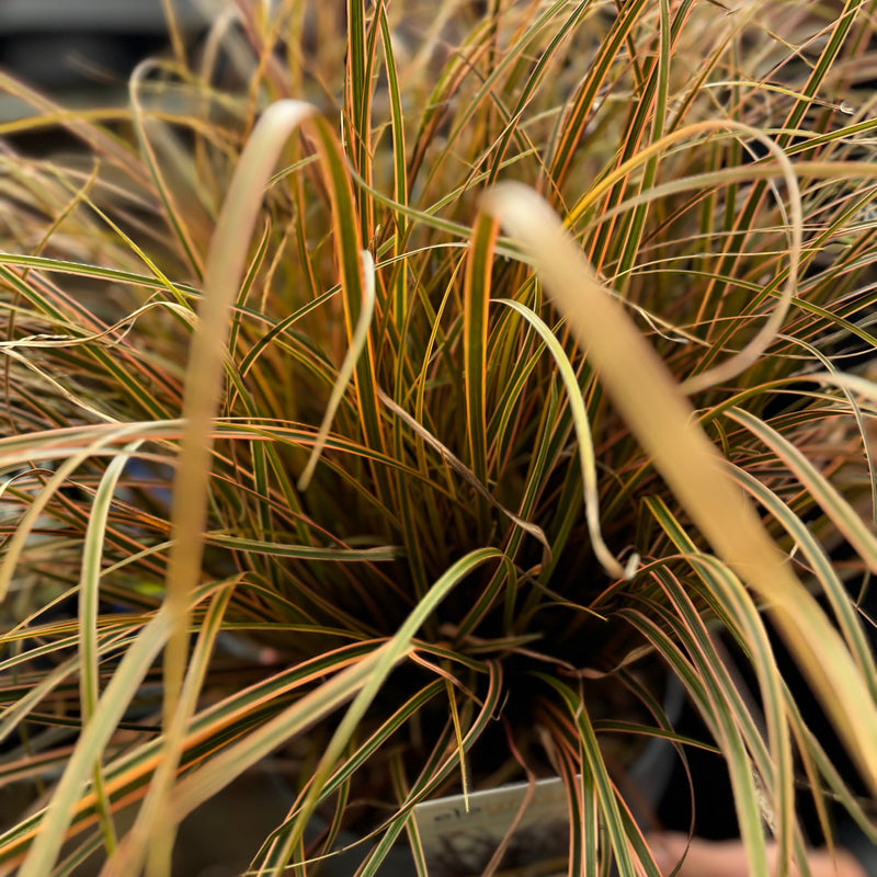Uncinia Rubra 'Everflame' Ornamental Grass 3L -