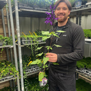 Salvia amistad 9cm / 2L -