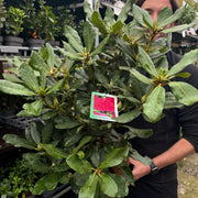 Rhododendron 'Nova Zembla' 2L / 5L -