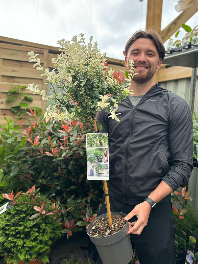 Half Standard Euonymus 'Harlequin' 90-100cm