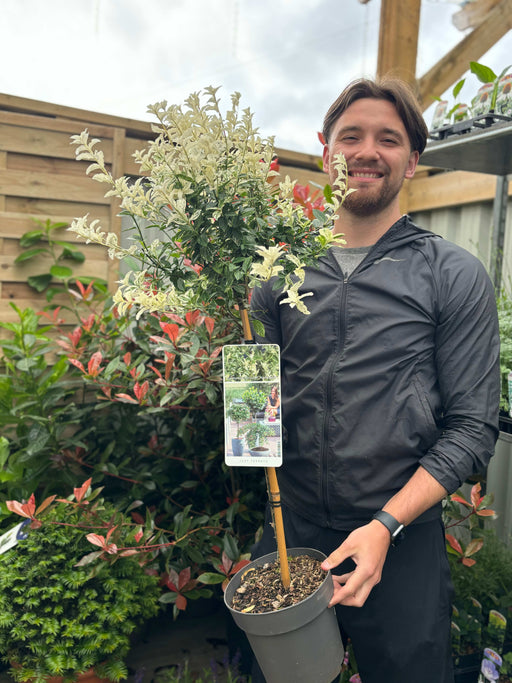 Half Standard Euonymus 'Harlequin' 90-100cm