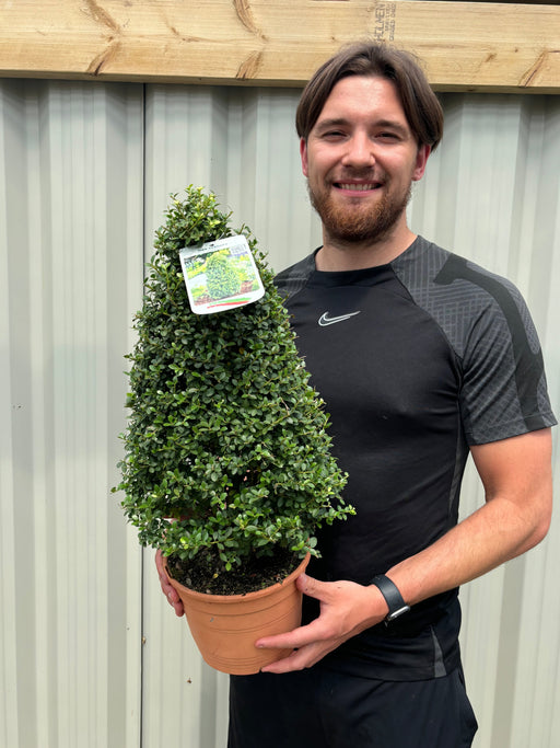 Ilex crenata 'Dark Green' Cone / Pyramid 3L -