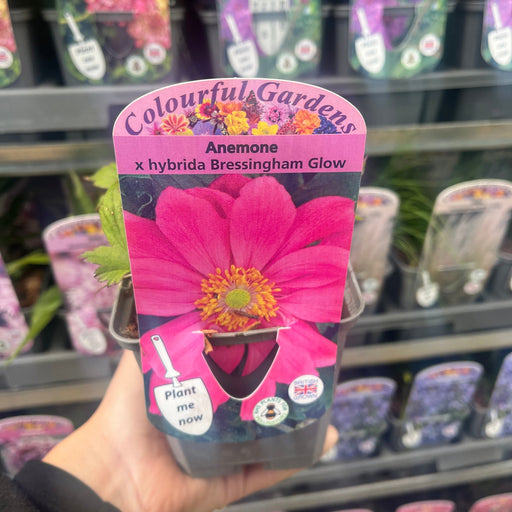 Anemone x hybrida Bressingham Glow 9cm Pot -