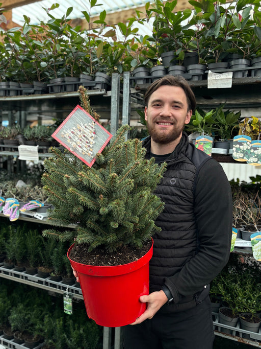 Potgrown Real Christmas Tree | Picea pungens 'Super Blue' | 70-80cm -