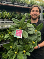 Rhododendron 'Germania' 2L /5L -