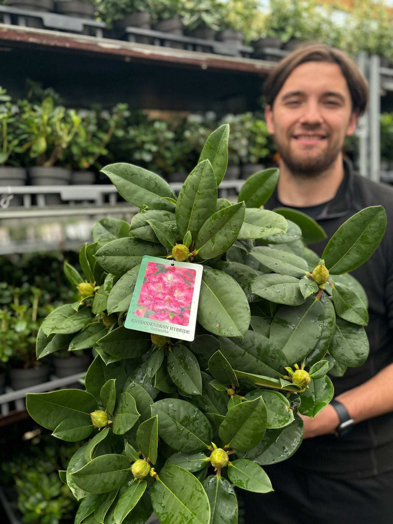 Rhododendron 'Germania' 2L /5L -