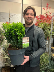 Euonymus japonicus 'Green Spire' (Multibuy Offers Available) -