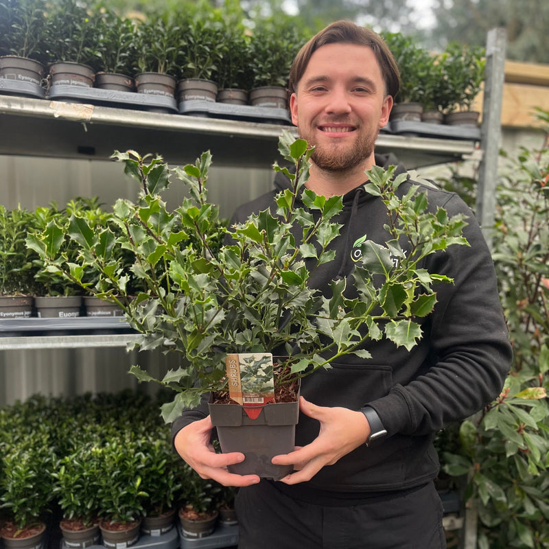 Ilex aquifolium (Holly Bush) 9cm / 2L -