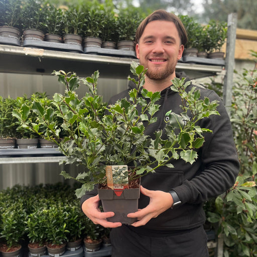 Ilex aquifolium (Holly Bush) 9cm / 2L -