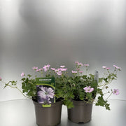 Geranium 'Dreamland' 9cm/2L -