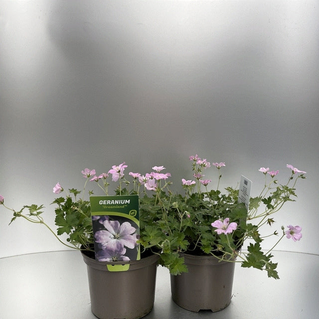 Geranium 'Dreamland' 9cm/2L -